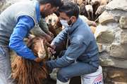 آغاز طرح فراگیر واکسیناسیون بیماری بروسلوز در جمعیت دامی استان اردبیل